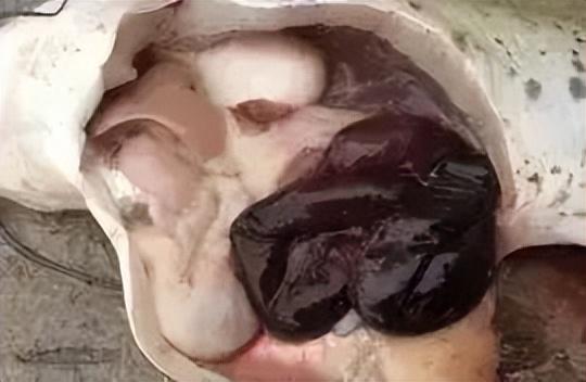 简析疑难杂症——鱼类败血症的防控：难治的集多症状于一身的鱼病