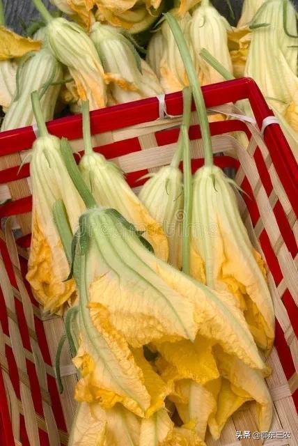 农村南瓜花卖到10元一斤，上海人为什么喜欢买它？