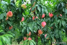 家里有个小院子，定要种上4种果树，营养丰富结果多，值得拥有图片