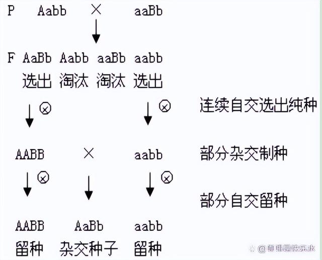 高中生物-变异育种及进化