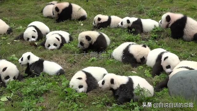 熊猫：真实存在的上古恐惧，为什么只有人类觉得大熊猫很可爱？