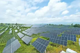 “一地两用”效益叠加——洛南县四皓街办柳树洼村在太阳能光伏板下搞种植图片