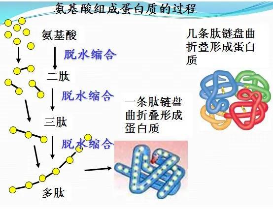 「植物学陪读」 您真正明白“人体必需氨基酸”这句话的意思了吗？