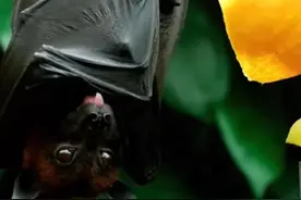 关于狗狗狂犬病的10问图片