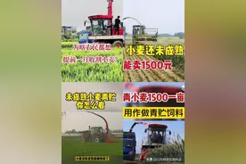 1500元一亩，谁在收购小麦青苗？这事儿有点反常图片