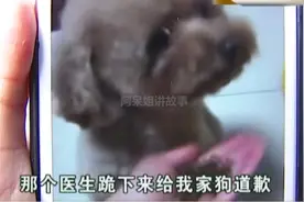狗狗绝育意外去世，主人：医生跪下给狗道歉图片