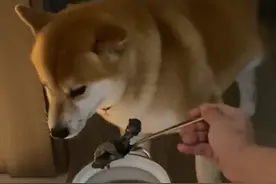 主人坐月子，狗狗成“替补” 连续6天乌鸡汤，狗狗直呼“受不了”图片