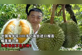 “国产榴莲”大翻车，海南要背这个锅吗？图片