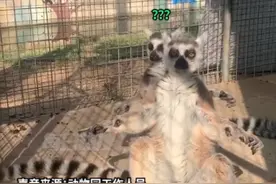 疯狂黑猩猩、摇滚熊猫、修仙狐猴…这个动物园没有正经动物？真相或许并不“好笑”图片