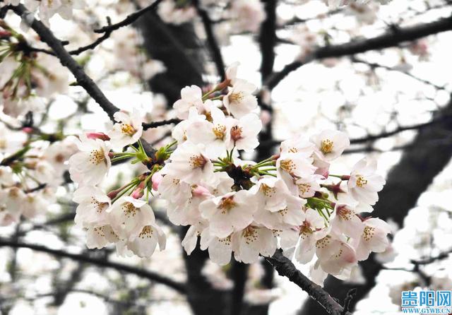 雨中赏樱！贵安樱花园美出不一样的格调