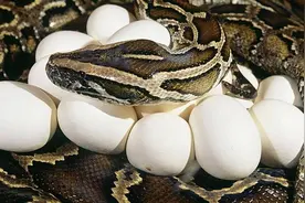 蛇是胎生还是卵生？蛇不是哺乳动物，为何也能胎生？图片