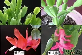 仙人指和蟹爪兰不一样，别搞错，逛花卉市场要擦亮眼睛图片