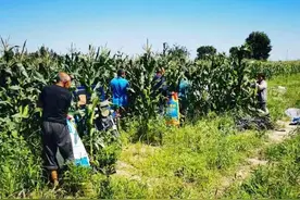 洮南市：鲜食玉米收获忙 脱贫增收有保障图片