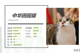 中华田园猫丨简州猫图片