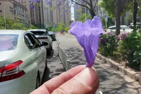 到底能不能吃？别说雪糕，雪糕用的不是蓝花楹。#蓝花楹dou开好了#图片