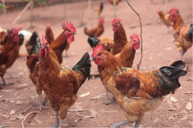 四川省民生研究会新媒体中心-官网