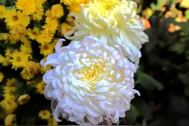 盘点全国高品质菊花茶，香气淡雅，入口回甘，初夏常喝清爽更提神图片