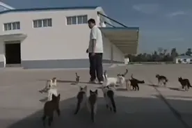 辽宁男子训练出特种猫群，分工明确听指挥，在粮厂内进行猫鼠大战图片