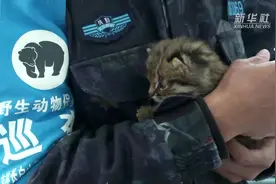 吉林长白山居民捡到超萌豹猫幼崽图片
