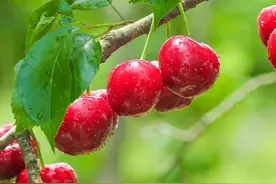 山东烟台樱桃为什么会被国家命名为“中国大樱桃之乡”图片