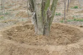 秋季树木移栽，这些你知道吗？图片