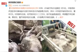 河南洛阳4只狼青犬咬死80多只羊，村民：2只被打死2只逃跑图片