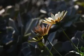 婶婶的一句话，让我看到了善良后面的伪善图片