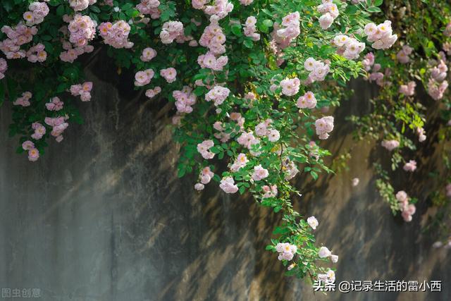推荐3个重庆主城看蔷薇花的地方，你去过几个？