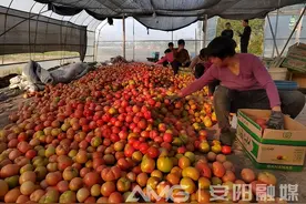 一线见闻·基层行丨生态农场美如画 种养循环前景广图片