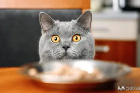 如果你不想把猫喂死，那一定要知道这15种猫绝不能吃的食物图片