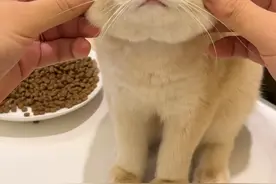 这么可爱的小猫咪，但浑身散发着恶臭！特别臭！养猫一定要...图片