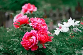 盆栽牡丹花，怎样栽培与管理？图片