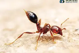 杀虫公司教大家如何驱赶和预防蚂蚁图片