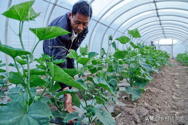 用人吃的东西来种菜和养花，化肥农药全省了，即增产又防病害