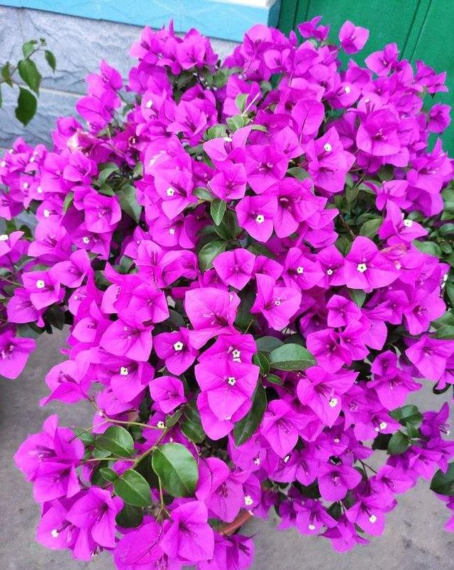 什么花出胶 2025年请问什么花