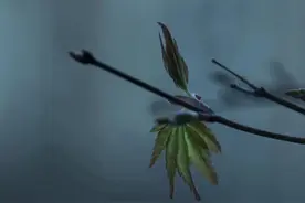 低调，谦虚，谨慎图片