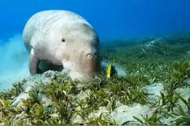 最新发布：儒艮在中国功能性灭绝 | 绿会儒艮工作组关注图片