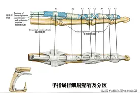 解剖图谱｜手指屈肌腱鞘管分区图片