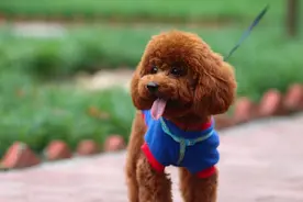 泰迪“爱你入骨”的表现，中了两条以上，你很幸福图片