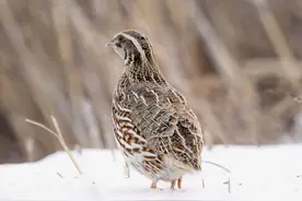 鹌鹑每天要下多少蛋才够全国吃？除了下蛋，鹌鹑其实还很狂野！图片