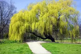 俗语“人穷不砍三种树，后代子孙得佑护”，指哪3种树？可信吗？图片