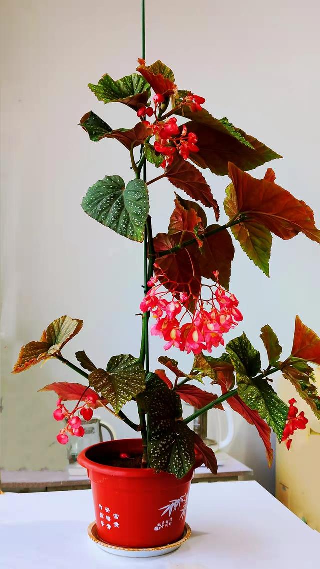 大叶海棠什么时候开花(北阳台养花) - 颖恩有料