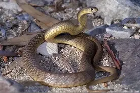 蛇的弱点有哪些？蛇害怕着什么？看完绝对涨知识！图片