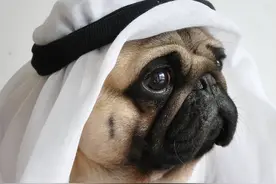 “买狗一时爽，事后火葬场”——这几种狗，真不建议入手图片