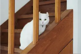 ３２岁独居女士的精彩生活：享受一个人的状态，活成真正的自己图片