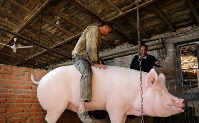 世界上最大野猪王多重?