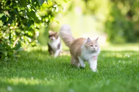 新手养猫的注意事项图片