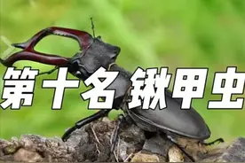 世界上最值钱的十大动物，你知道吗？图片