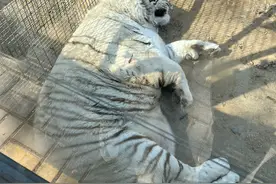 攀枝花动物园在喂猪?大熊猫：感觉它们才是国宝，比我肥，比我胖图片