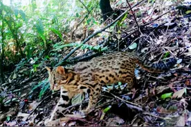 猛兽危险！“石虎”现身广东，外貌像极家猫，常被人误当猫咪饲养图片